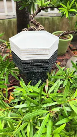 [10 Cái] Chậu Nhựa Lục Giác Rộng 21Cm Cao 12Cm 3 Màu Trắng Đen Và Đỏ#xuhuong #thinhhanh #giadungtienich 