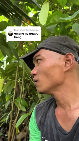 Membalas @Sutarji Aji awas tepancing propokasi hanyo karno indikasi sakit hati 😄 #foryou #fyp #viral #tiktok #jambiviral #jambi #jimibangko 