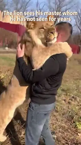 Lion reunited with rescuers#lion#wildlife#lionking#Love#animalstiktok#healing#limpopo#miss#animals#rescueanimals#reunion#rescuer#surprise#cute#foryoupage 