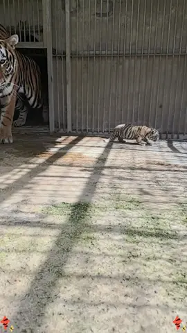 Tiger baby#fyp #funny #pet #funnyvideos #tiger #animals 