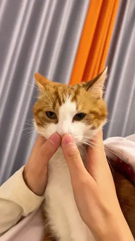 A cat feeling powerless #cat #fyp #catlover #catsoftiktok #kitty