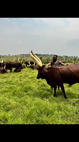 The Ankole bliss born and bred 