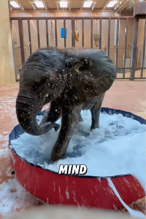 “Baby elephant lovers bathing.”#fyp #foryou #animals #cute #tiktok #viral 