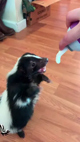 Cute and funny skunk#skunk #skunks #cute #funny #funnyvideos #cuteanimals #funnymoments #funnytiktok #foryou #usa #fyp 