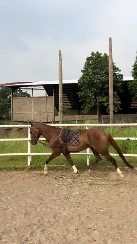 Horse training with voice command 🤪 *sound on 🔊 #berkuda #equestrian 