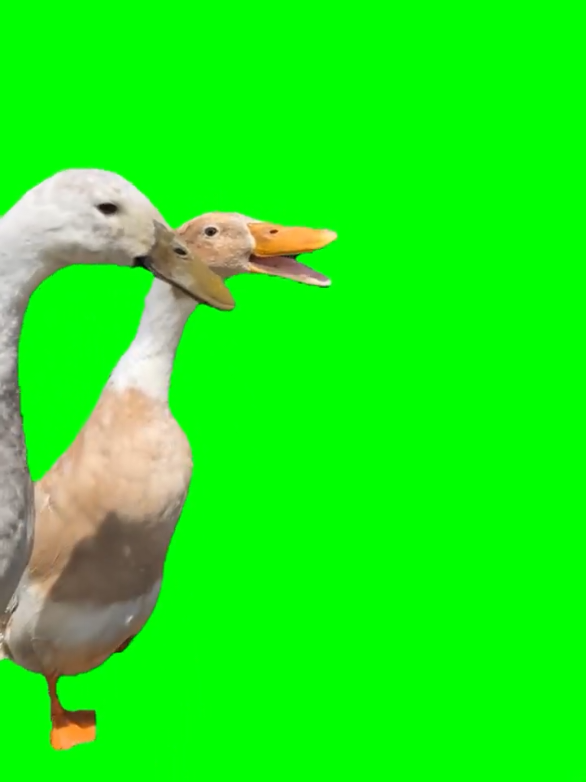 Duck Rapping | meme - Greenscreen | Original video by @oliviabrock95 #rapp #rapping #pettingzoo #hookerfarmsbyterrykennedy #animals #farmanimals #duck #memes #animalmemes #viral #fyp #oxomeme #greenscreen #CapCut 