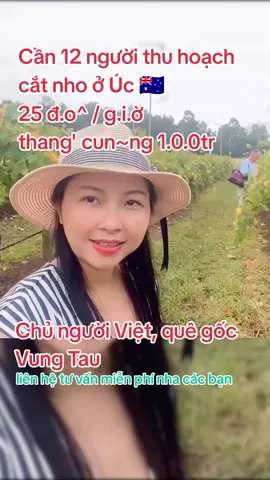 Thu hoạch cắt nho ở Úc 🇦🇺, ko cần biết tiếng, chủ Việt, có chỗ ở tại Farm #visauc #visauc462 #visauc482 #xkld #vieclamtot 