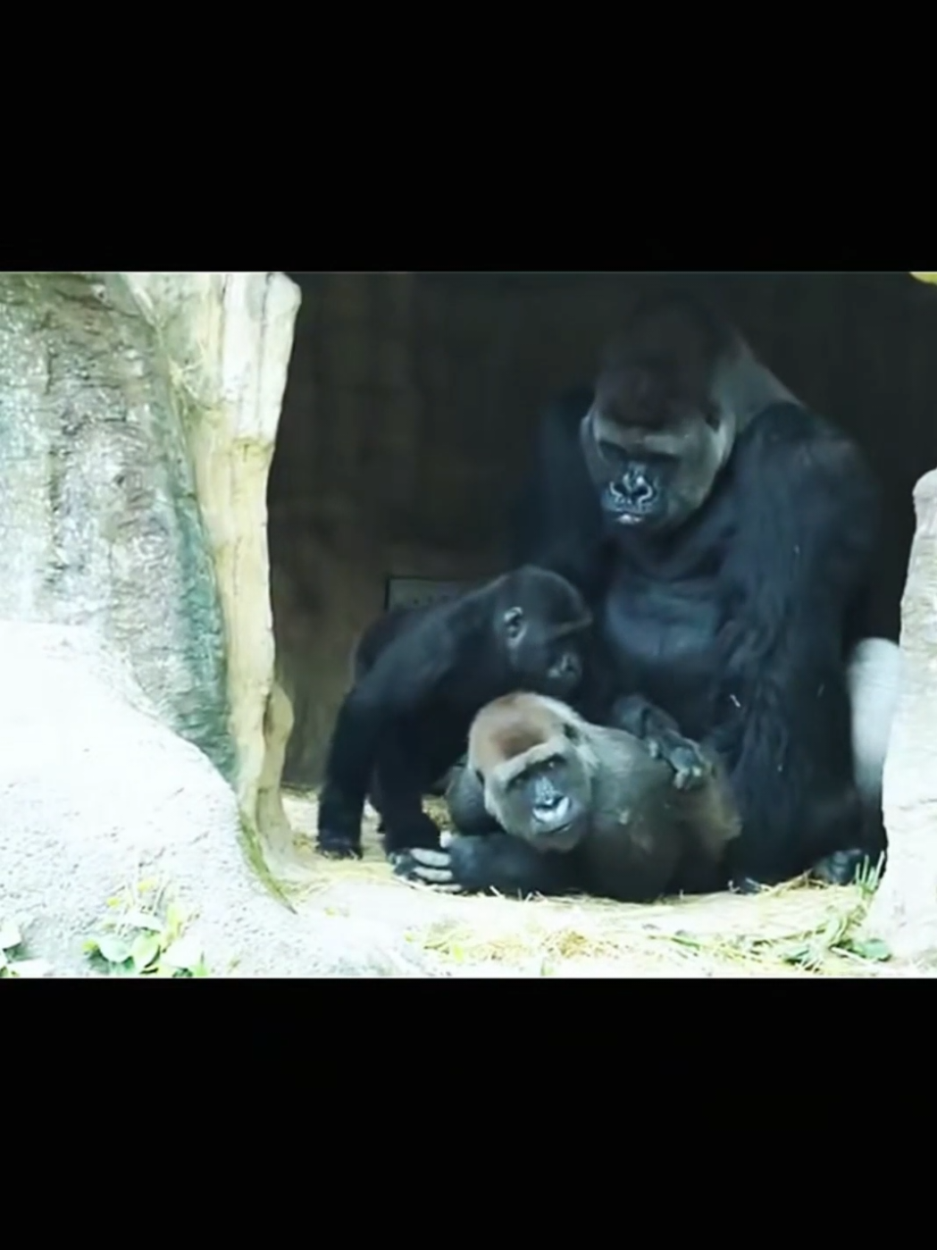 I let that happen 🔥 #iletthathappen #fyp #funny #gorrilla #mating #animals 