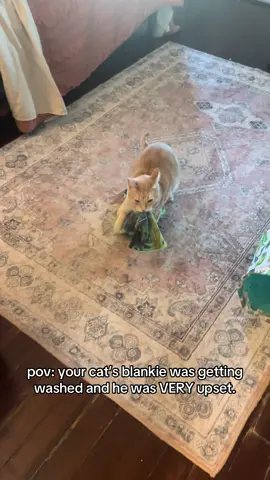 Blankie codependency is a real thing for a gremlin . . #cats #catsoftiktok #cattok #cat #orangecat #blanketlife #catmom #funnypets 