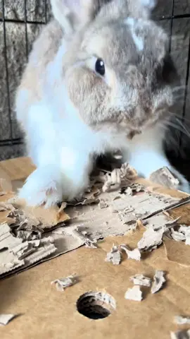 #douyin #fpy #fpyシ #cute #😂 #tiktok #china #rabbits #cuterabbit #Tatcha 