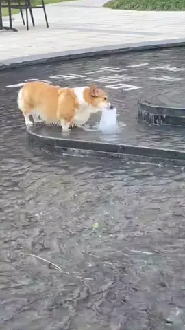 Dogs alwas find their own way to cool down #dog #dogsoftiktok #funny #usa🇺🇸 #tiktok 