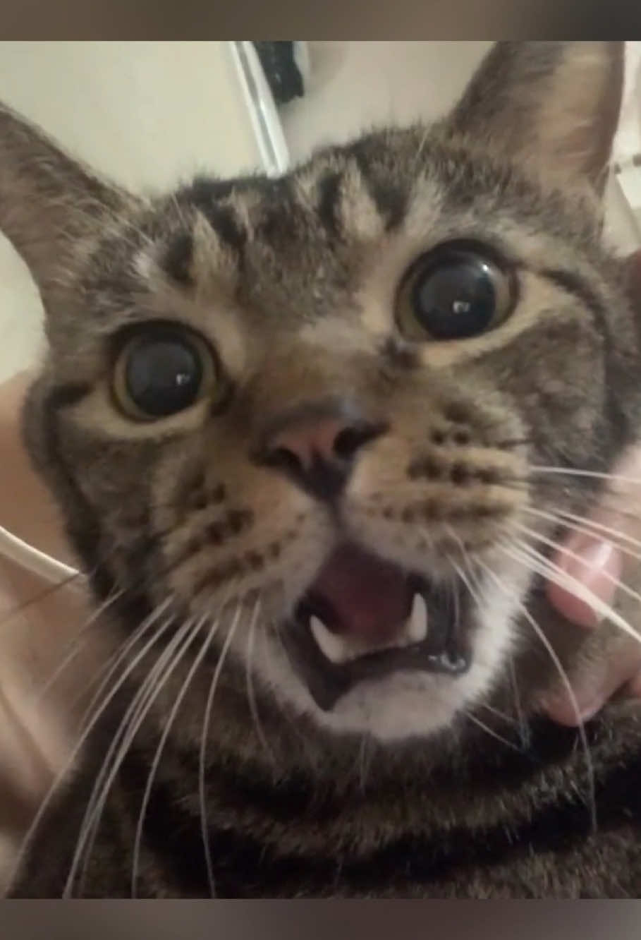My cat doesn’t like being kissed. #drama #cat #kitten #funny #foryou #catlover #catsoftiktok 