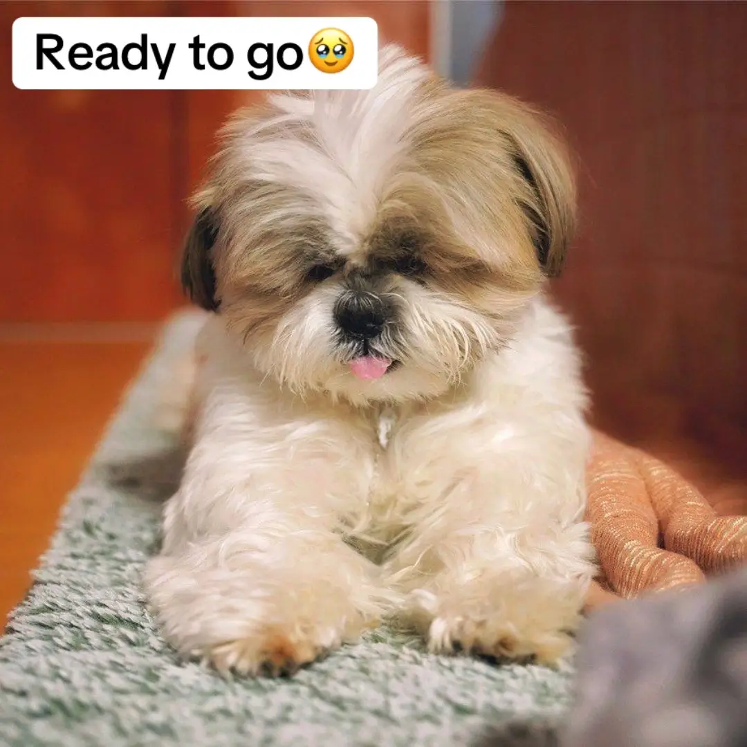 #LoveablePuppies  #PuppyPlaytime  #PuppyCuteness 