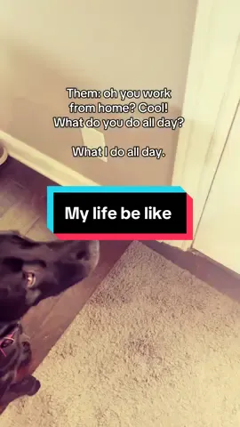 The real slim shady life is being a five dog owner and trying to work from home. #dogmama  #wfh #funny 