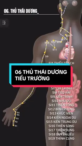 06 THỦ THÁI DƯƠNG TIỂU TRƯỜNG KINH GỒM 19 huyệt bắt đầu từ ngón út Thiếu Trạch và kết thúc tại Thính Cung #12duongkinhmach #chuabenhkhongdungthuoc #dongythucduong #vatlytrilieu #lanongbiphap #chamcuu #tamanduong  