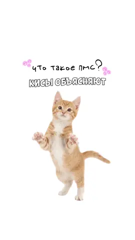 Что такое пмс? Кисы объясняют 😻