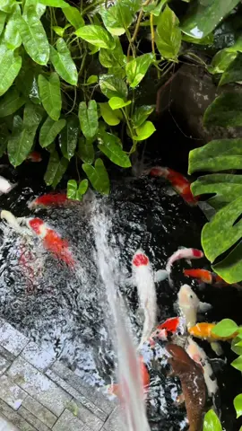 Menyiram tanaman #kolamkoi #beautiful #positivevibes #pond #morningvibes #spotmancing #plant #koi #mancingmania #masyaallahtabarakkallah #fypシ゚viral #kolam #garden #fyp #tanamanhias #mancing #ikanhias 