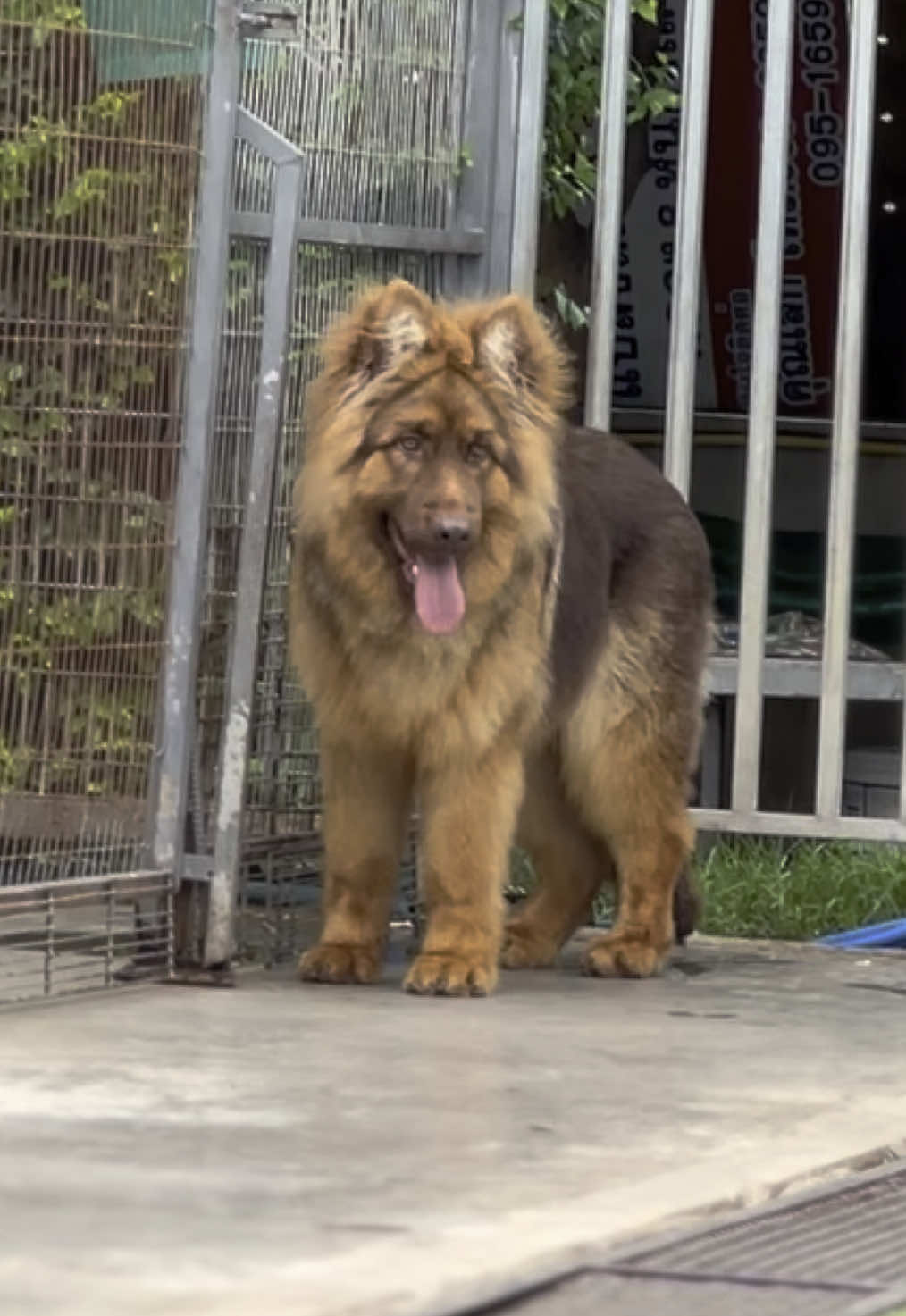 หนูเขินกล้องนะ #animals #สัตว์เลี้ยง #หมาใหญ่ #asiabigdog #bigdog #เยอรมันเชพเพิร์ด #germanyshepherd 