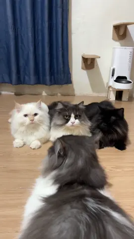 Gimana gak diruqyah tiap hari kalau si budi ulahnya selalu bikin onar. Semoga setelah kenyang makan @mspetlovers hidup si budi bisa berubah#kucing #lucu #kucinglucu #kucinggemoy #kucingtiktok #budi #Nutrition #Mataharisakti #catsoftiktok #fyp 