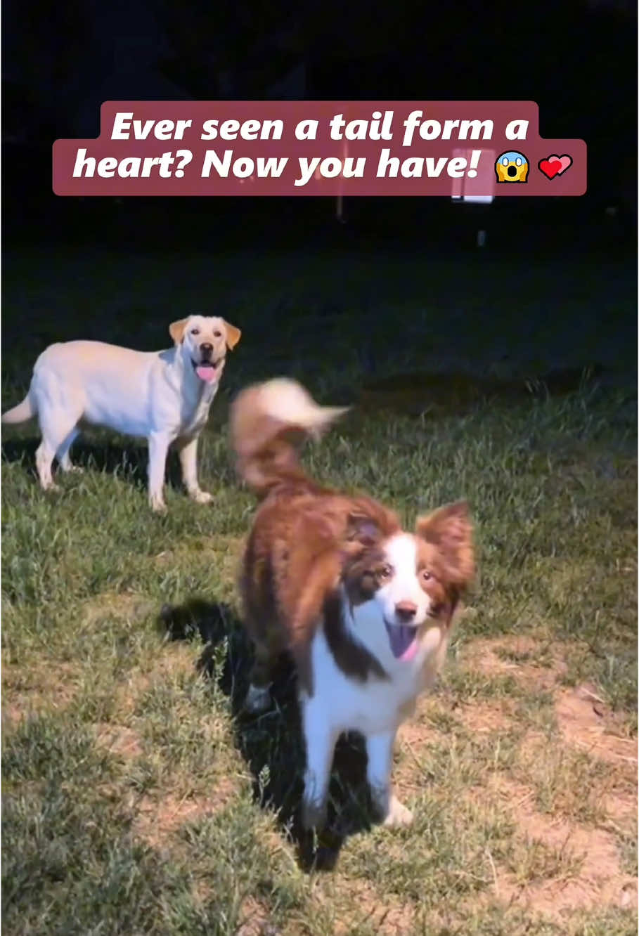 CuteDogAlert🚨🐶#CuteDogAlert#HeartTail#TailOfLove#WholesomeDog#LoveInEveryWag#dog