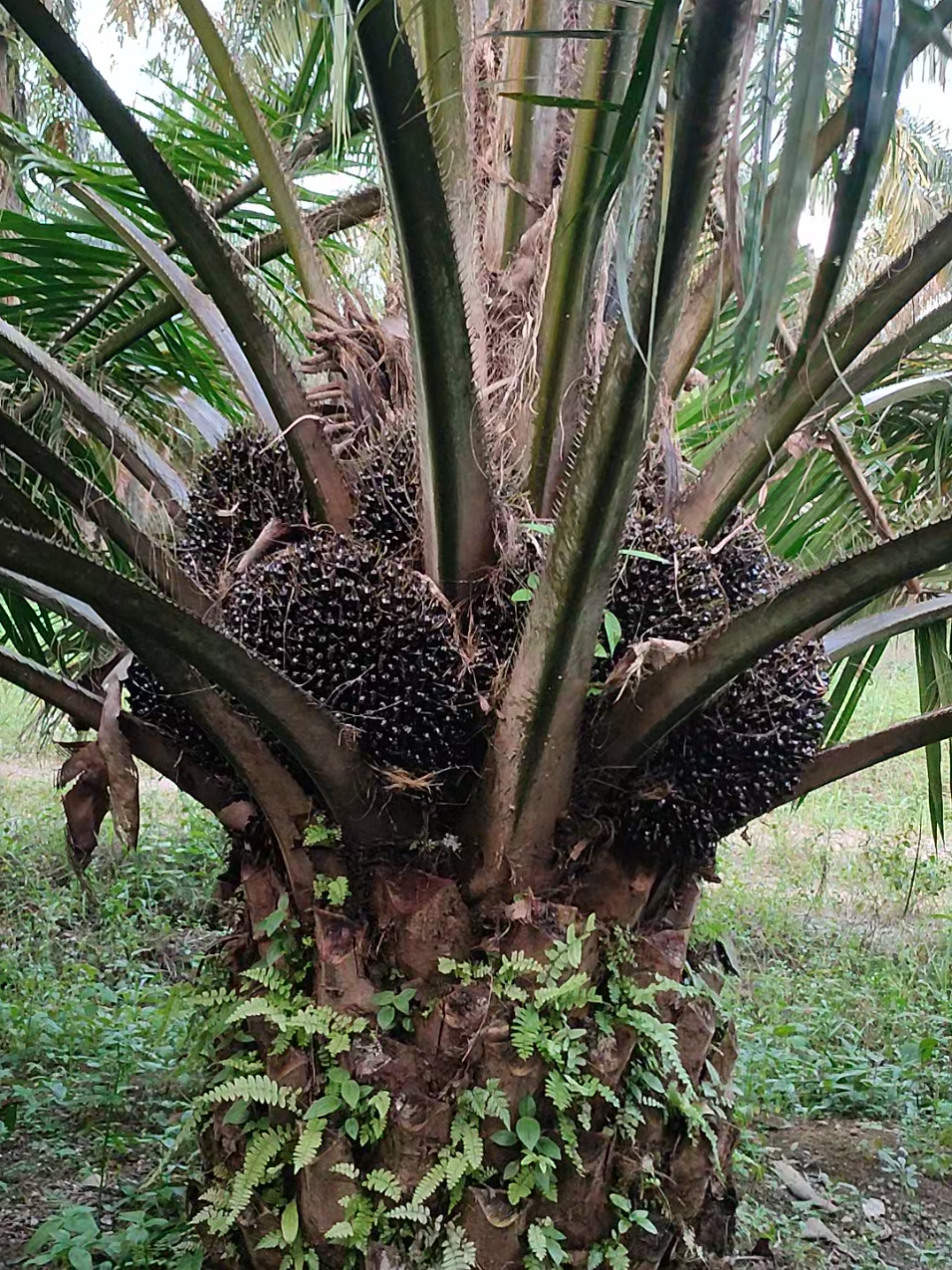 cara berhasil menjadi petani sawit yang sukses #tiktokkebunsawit #sawitontiktok #petanisawit #fypsawit #tiktokpelitfyp #fyp #kebunsawitviral 