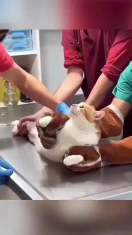 #funnyanimals #pets #fyp 
