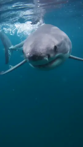 They tried to test if you can knock out a shark... but the shark hit back 🦈💥 Don't miss Surviving Jaws TONIGHT at 8p as #SharkWeek continues all week long on Discovery!