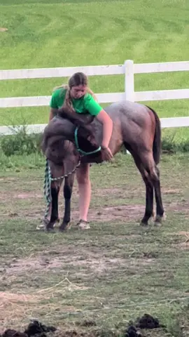 Teaching manners…. No biting allowed! #babyhorse #foxieroxie #marchbaby #bayroan #hancockhorses @Geena Curtis 