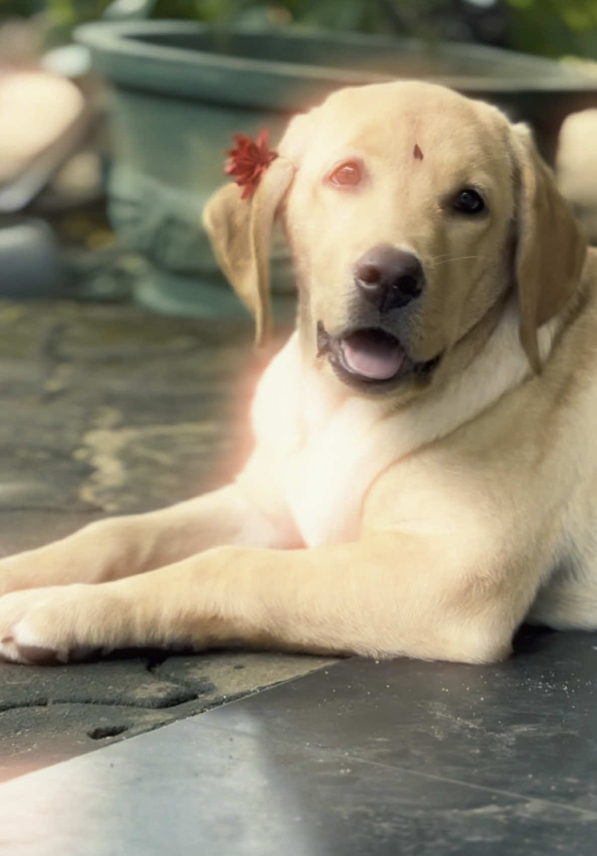 Peru lilly 🤍✨🫶🏻🧿 #itsmesha🖤✨ #CapCut #trending #dog #dogtamilsong #trending #Love 