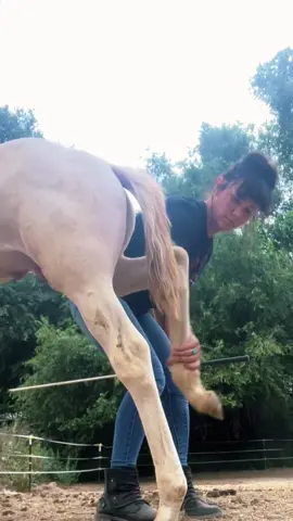 It’s kind of like playing the fiddle 😉 #morganhorse #horsefoal #perlino #whitehorse #horsegirl 