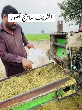 #الشریف۔سائلئج #alsharifsilage #alsharifdairyfarms #50kgpackingmachine #fulltrendingvideo #silagepacking #purecornsilage #fateningfarm #trending #