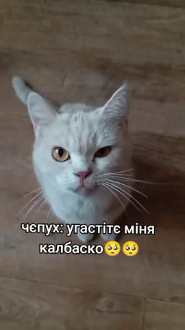 а сейчас она забатонилась #мгсница🌚 #🔥 #хожуподсебя #чепух #чепухв #on 