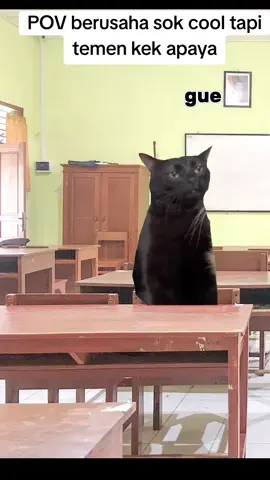 temen kalian sama nggak? #memekucing #memecut #memekucinglucu #catmeme #dramakucing 