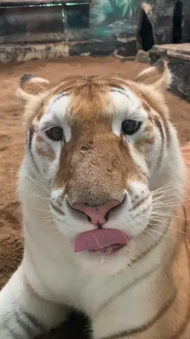 🐯 #เสือเอวา #เสือลูน่า #เอวาลูน่า #เชียงใหม่ไนท์ซาฟารี 