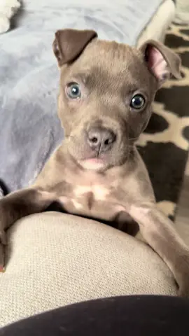 #tbt baby Dakota 🩷  #kotabeans #pitbullsoftiktok #staffiesoftiktok #dakotagirl 