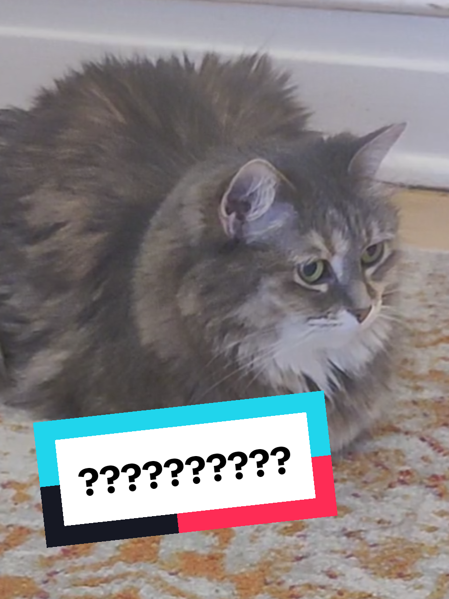 This one blew her mind! #teachingmycat #cattok #catoftheday #catsoftiktok #catlover 