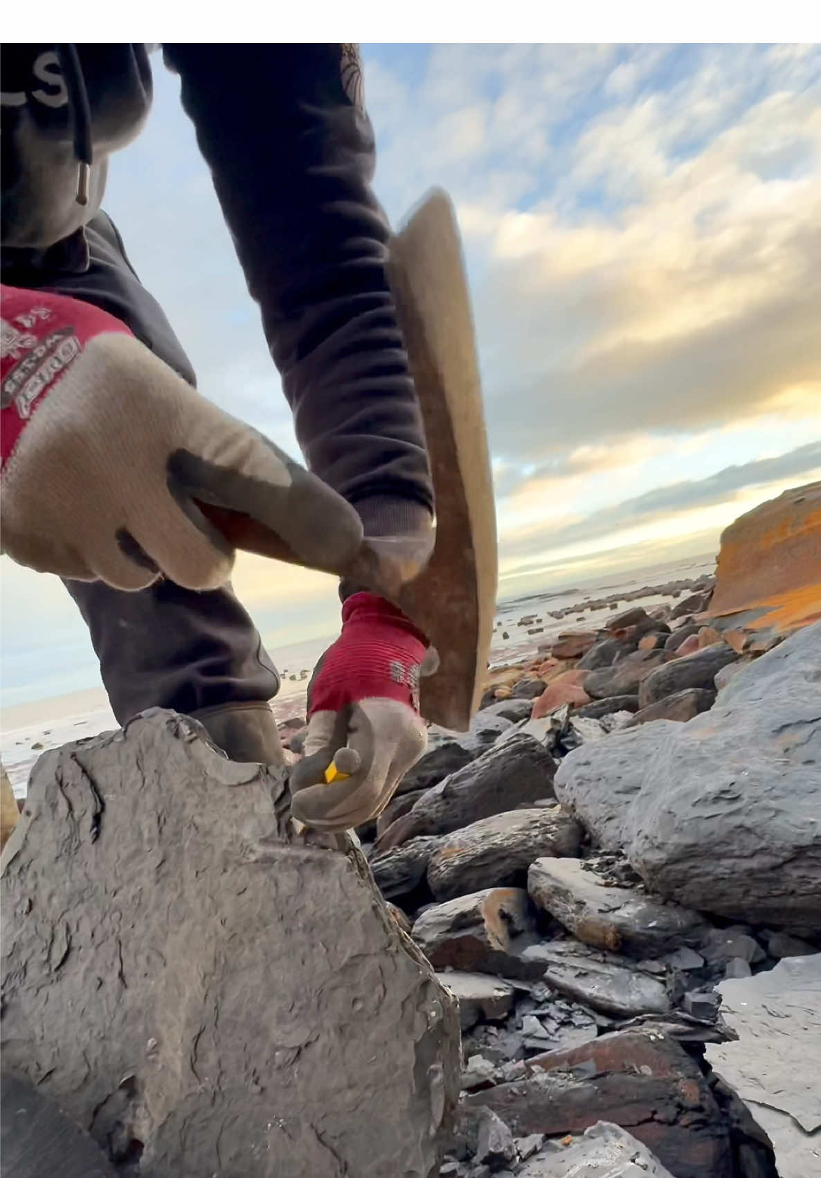 Exposing a perfect Jurassic Belemnite (Squid-like creature) which was in a large loose shale slab hidden within lots of beach pebbles 🦑🦑 This is the ‘Belemnite Guard’, which was the tough inner part of the belemnite 🏝 The soft tissue rarely preserved properly, however many great examples have been found in other parts of the world 🌎 Thank you in advance for supporting our page! 🐊 #natural #nature #fossil #fossils #ancient #animals #art #ammonite #ammonites #dinosaur #scientist  #minerals #paleontology #whitby #geologist #dorset #geology #charmouth #jurassic #yorkshire #fyp