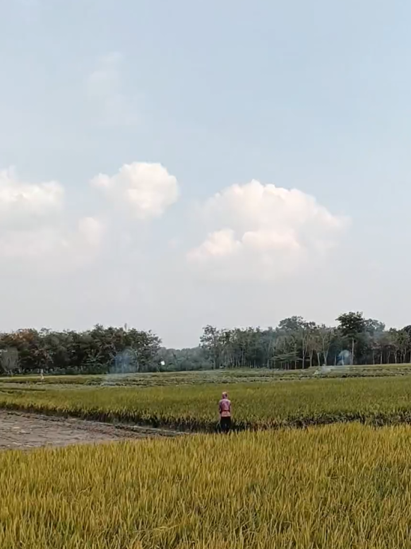nak gelem obah mesti yo enek dalane 👣#petaniindonesia🇮🇩🇮🇩🇮🇩🌿🌿 #yanmar #yanmartiktok🇲🇲🇲🇲 #fyp