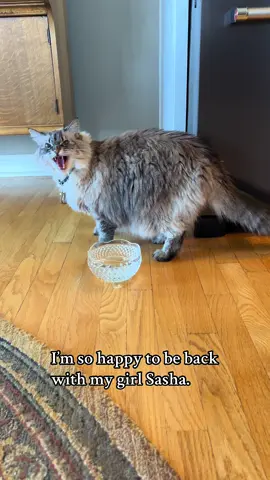 Sasha and I always have a blast together. #catsoftiktok #petlover
