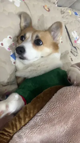 Dậy đi e trời sáng r dậy còn đi làm việc #corgi #chó #dog 