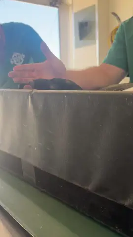 The little hooves 🥰🐷❤️ #highfive #piglet #rescue #sanctuary @Arizonamobilevet 