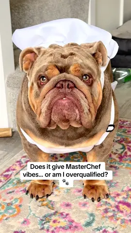 I’m cooking tomorrow. Stay tuned! 🔥🥞 #dogclothes #fitcheck #englishbulldog #doglife #cutebulldog #dogcostume #dogsoftiktok 