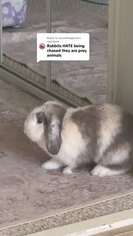 Replying to @toastlikeaghost she's actually a little instigator  #rabbitsoftiktok #bunmom #bunnytok #catsoftiktok #PetsOfTikTok 