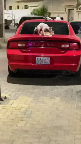 کیدا کویس مرہ😬😬😬😬😬