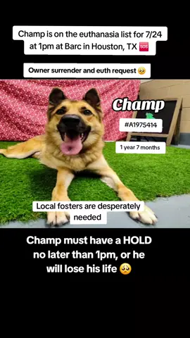 🆘 On the euthanasia list Thursday, 7/24🆘   ⏰Champ is back at BARC and must have a hold no 𝗹𝗮𝘁𝗲𝗿 𝘁𝗵𝗮𝗻 1pm or he will lose his life.🥺 We need pledges and a local foster for a rescue to help.💰🏡 🚩Please do not honor pledges until the post has been updated with rescue information and a freedom picture. Please reach out with any questions or concerns 💙🐶  #A1975414 Champ  7/15 Euth req| Labrador Retr Mix | Neutered male | 1.7y | 60lbs | HW+|  📍Located at BARC ANIMAL SHELTER IN HOUSTON TEXAS.  #fosteringsaveslives #fyp #adoptdontshop #savealife #adopt #foster #rescue #urgentshelterdogs 