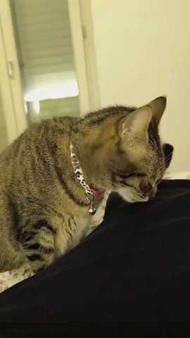 Try not to laugh 😂😂😂 #funny #animals #funnypets #funnyanimals #catsoftiktok #funnytiktok #cat #haha #dog #pet #funnyvideos 