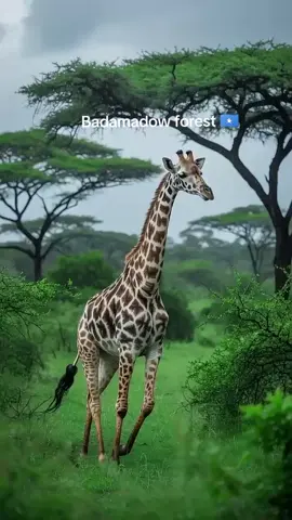 Somalia wildlife 🦒#somalia🇸🇴 #park #wildlife #bushbushle #national #park #badhadhe 