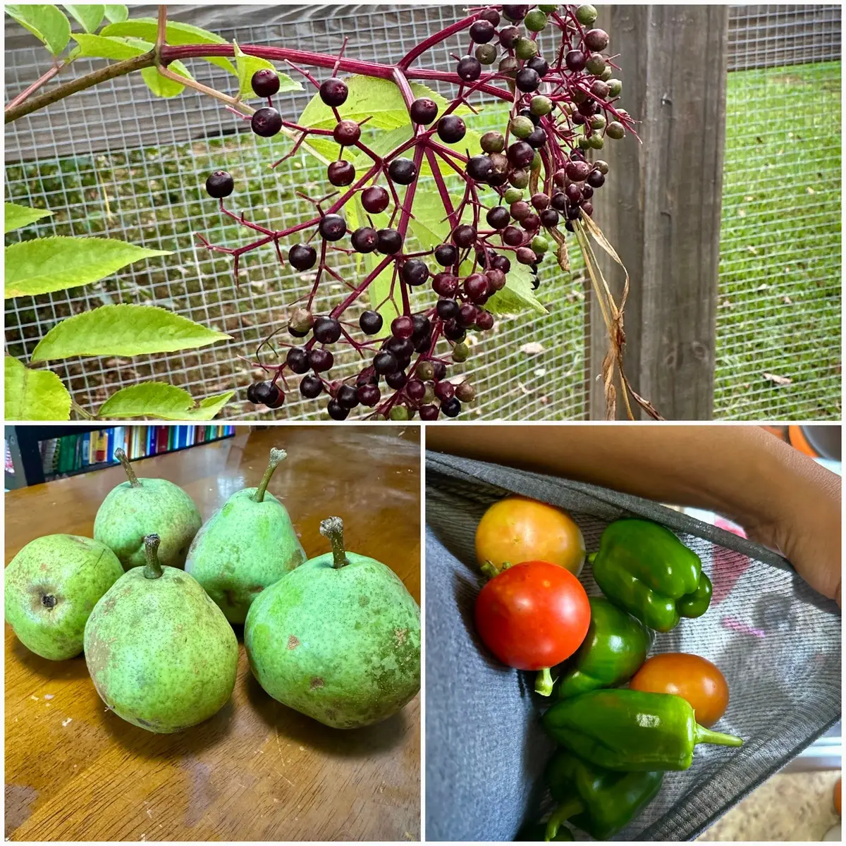 Gathering the fruits of the season with grateful hands—peppers, tomatoes, elderberries, and pears—all reminders of His provision. 🌶🍅🍐 “The earth has yielded its produce; God, our God, blesses us.” — Psalm 67:6 🌿 Every harvest is a testimony of His faithfulness! #HarvestSeason #BiblicalWomanhood #FaithfulGardener #Psalm676 #HomesteadBlessings       