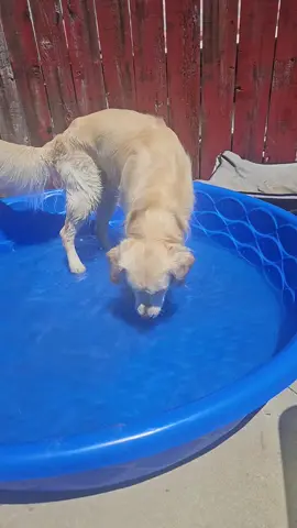 we Love summer time ☀️ #foryoupage #tiktokdog #fypシ #dogsoftiktok #bowiethegoldenboy2023 