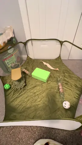 Birken & Mattel’s babies playing in the pen getting stretches and zoomies🐰🐰  FOLLOW FOR BUNNY CONTENT! #rabbit #bunny #bunnies #babyrabbit #babybunny #baby #cute #babyanimals #hollandlop #arba #showrabbit #zoomies #stretching #play #playpen #hay #oxbow 